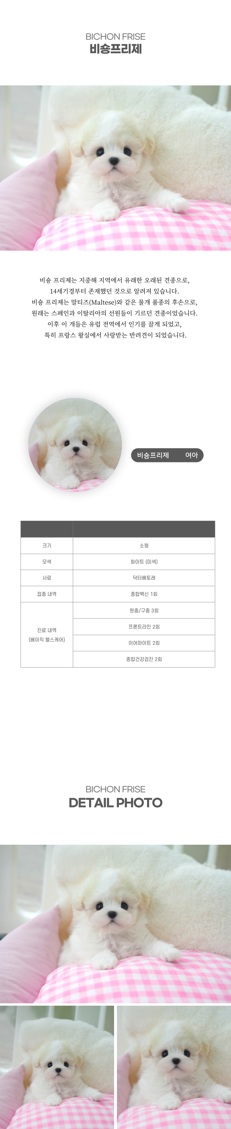 미니비숑_상세이미지_2